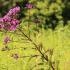 Fall Wildflowers